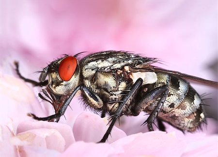 simsearch:400-07680450,k - Common housefly eating in pink flower, close-up macro Photographie de stock - Aubaine LD & Abonnement, Code: 400-08733693