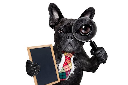 french bulldog office - french bulldog  dog searching and finding as a spy with magnifying glass , isolated on white background, holding banner placard blackboard Stock Photo - Budget Royalty-Free & Subscription, Code: 400-08733716