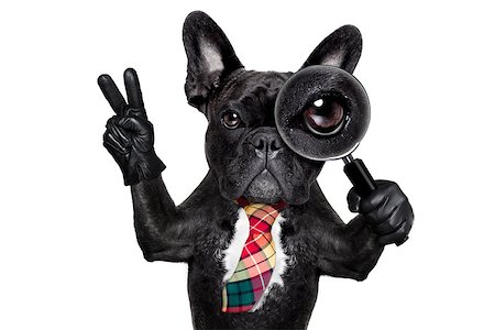 french bulldog office - french bulldog  dog searching and finding as a spy with magnifying glass , isolated on white background, with peace and victory fingers Stock Photo - Budget Royalty-Free & Subscription, Code: 400-08733718