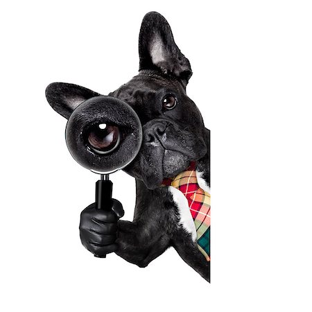 french bulldog office - french bulldog  dog searching and finding as a spy with magnifying glass , isolated on white background, behind banner placard blackboard Stock Photo - Budget Royalty-Free & Subscription, Code: 400-08733719