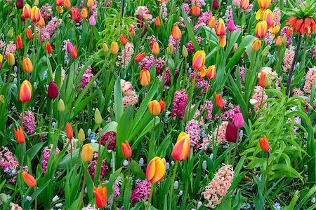 simsearch:400-04416181,k - Colorful growing tulips and hyacinth flowerbed at spring day Fotografie stock - Microstock e Abbonamento, Codice: 400-08754027