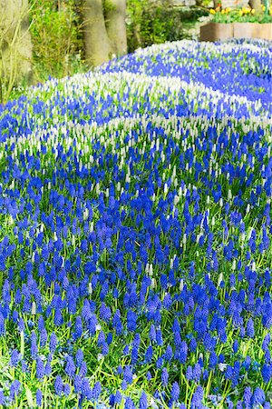 park amsterdam - bluebell flowerbed river in dutch park Keukenhof, Netherlands Stock Photo - Budget Royalty-Free & Subscription, Code: 400-08754028