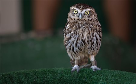 fauconnerie - The Little Owl (Athene noctua) is a bird which is resident in much of the temperate and warmer parts of Europe, Asia east to Korea, and north Africa. Photographie de stock - Aubaine LD & Abonnement, Code: 400-08754276