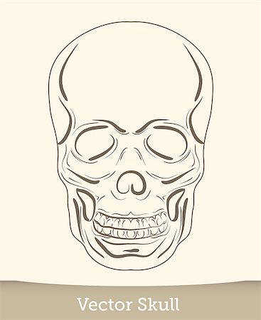 simsearch:400-08888528,k - skull illustration isolated on white background. Vector EPS10 Stock Photo - Budget Royalty-Free & Subscription, Code: 400-08754441