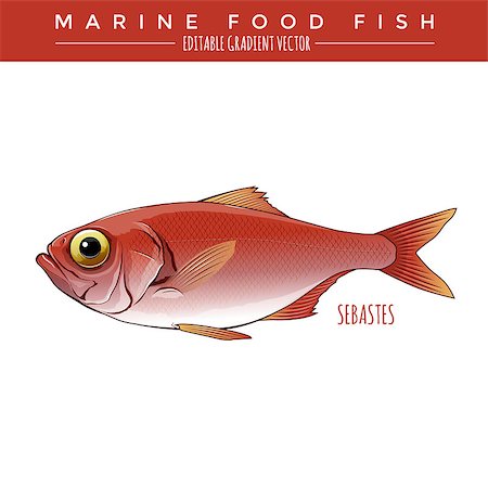 simsearch:400-08616184,k - Sebastes illustration. Marine food fish, editable gradient vector Foto de stock - Royalty-Free Super Valor e Assinatura, Número: 400-08754694