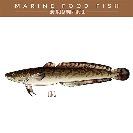 simsearch:400-08616184,k - Ling illustration. Marine food fish, editable gradient vector Foto de stock - Royalty-Free Super Valor e Assinatura, Número: 400-08754691