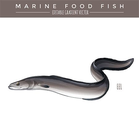 simsearch:400-08754703,k - Eel illustration. Marine food fish, editable gradient vector Stockbilder - Microstock & Abonnement, Bildnummer: 400-08754703