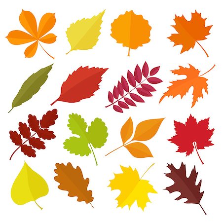 simsearch:400-04228440,k - Autumn leaves set, isolated on white background. Cartoon flat style, vector illustration. Foto de stock - Super Valor sin royalties y Suscripción, Código: 400-08755187