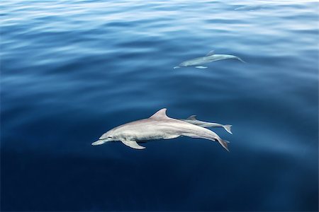 dolphin in the ocean off the coast of the Maldives Stockbilder - Microstock & Abonnement, Bildnummer: 400-08755974