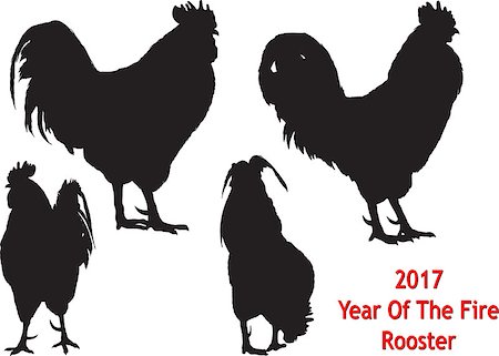 sharpner (artist) - Big black rooster in four positions on white background. Stockbilder - Microstock & Abonnement, Bildnummer: 400-08756163