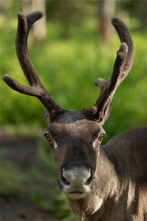 full grown shaggy Reindeer with peeling shedding velvet on antlers Photographie de stock - Aubaine LD & Abonnement, Code: 400-08757866