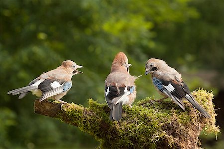 Jay bird family of three close up feeding on a moss covered log Stock Photo - Budget Royalty-Free & Subscription, Code: 400-08750222