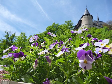 prager schloss - potted colorful flowers with castle Karlstejn tower in background Photographie de stock - Aubaine LD & Abonnement, Code: 400-08751191