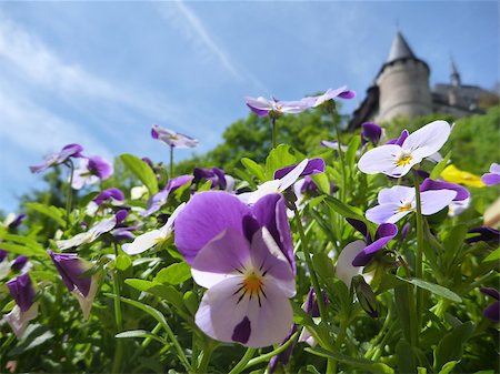 simsearch:400-06741067,k - potted colorful flowers with castle Karlstejn tower in background Stock Photo - Budget Royalty-Free & Subscription, Code: 400-08751192
