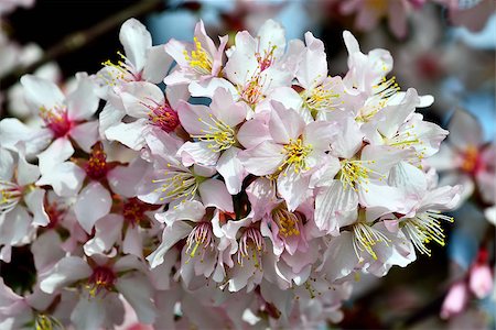 simsearch:400-07577622,k - Spring background. Cherry blossoms hybrid close up Photographie de stock - Aubaine LD & Abonnement, Code: 400-08751623