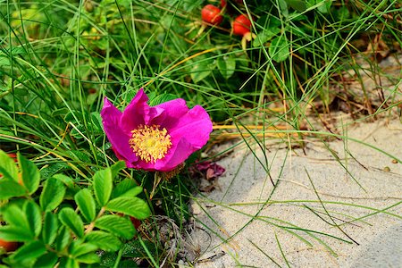sand dunes large - Beautiful pink flowers rose in the bright sun closeup Stock Photo - Budget Royalty-Free & Subscription, Code: 400-08751933