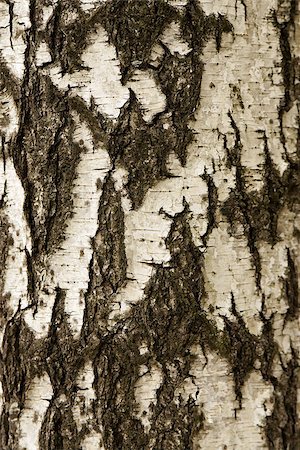 White birch bark macro background texture. Yasnaya Polyana Tula Russia. Foto de stock - Royalty-Free Super Valor e Assinatura, Número: 400-08752015