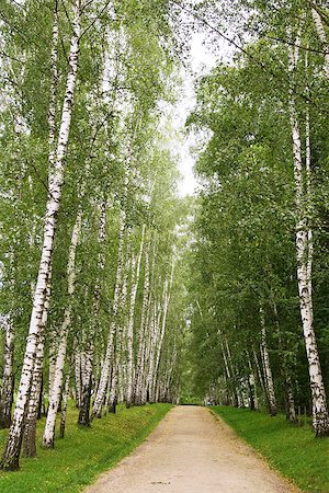 Birch alley in Yasnaya Polyana near Tula city, Russia Foto de stock - Royalty-Free Super Valor e Assinatura, Número: 400-08752121