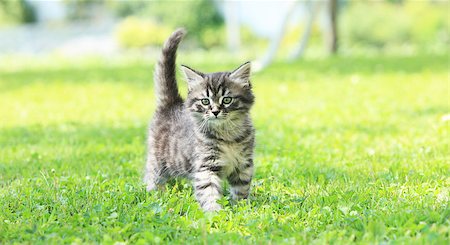 Cute little cat playing on the grass Foto de stock - Super Valor sin royalties y Suscripción, Código: 400-08753261