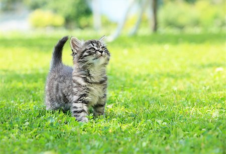 Cute little cat on the grass looking up Foto de stock - Super Valor sin royalties y Suscripción, Código: 400-08753262