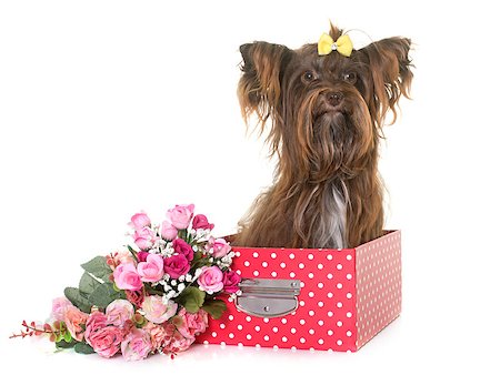 chocolate yorkshire terrier in front of white background Stock Photo - Budget Royalty-Free & Subscription, Code: 400-08753531