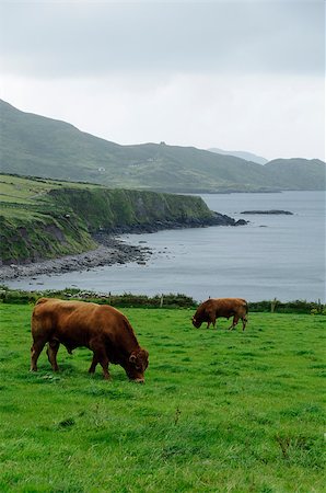 Beefs grazing in green meadows on the Atlantic Ocean Coast in Ireland, Europe Foto de stock - Super Valor sin royalties y Suscripción, Código: 400-08753719