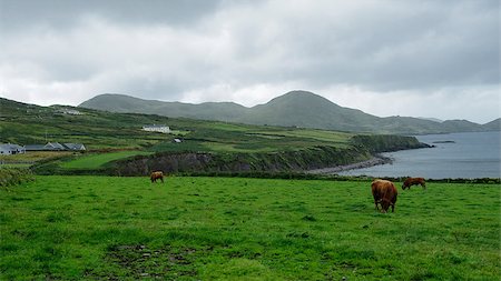 Beefs grazing in green meadows on the Atlantic Ocean Coast in Ireland, Europe Foto de stock - Super Valor sin royalties y Suscripción, Código: 400-08753720