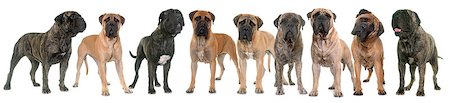 simsearch:400-08615864,k - nine bull mastiffs in front of white background Stock Photo - Budget Royalty-Free & Subscription, Code: 400-08774034