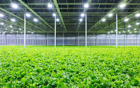 romaine field - Organic lettuce growing in a modern greenhouse Stock Photo - Budget Royalty-Free & Subscription, Code: 400-08774043