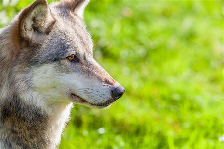 simsearch:400-07115296,k - North American Gray Wolf, Canis Lupus Photographie de stock - Aubaine LD & Abonnement, Code: 400-08774189