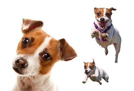 simsearch:400-05315872,k - Cute and Energetic Jack Russell Terrier Dog Set of Images Isolated on a White Background. Stockbilder - Microstock & Abonnement, Bildnummer: 400-08774571