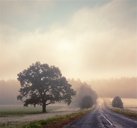 filtrado - Autumn Landscape with Silhouettes of Trees and Road in Fog. Morning Scenery at Sunrise with Mist. Toned and Filtered Instagram Styled Photo with Copy Space. Mystical Nature Background. Foto de stock - Super Valor sin royalties y Suscripción, Código: 400-08774791