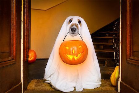 dog sit as a ghost for halloween in front of the door  at home entrance with pumpkin lantern or  light , scary and spooky Fotografie stock - Microstock e Abbonamento, Codice: 400-08775124