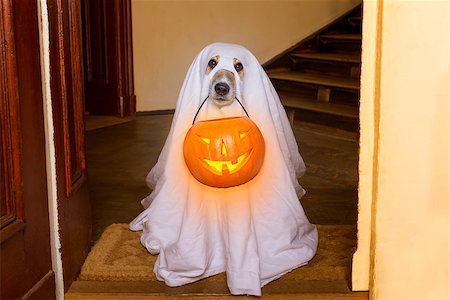 dog sit as a ghost for halloween in front of the door  at home entrance with pumpkin lantern or  light , scary and spooky Fotografie stock - Microstock e Abbonamento, Codice: 400-08775122