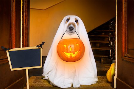 simsearch:400-07250604,k - dog sit as a ghost for halloween in front of the door  at home entrance with pumpkin lantern or  light , scary and spooky with placard or banner Stock Photo - Budget Royalty-Free & Subscription, Code: 400-08775123