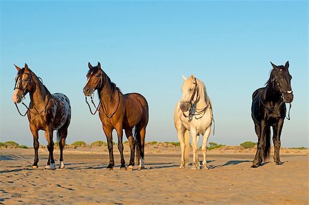 riding on the beach in the sun set - four horses standing on the beach, with bridle Stock Photo - Budget Royalty-Free & Subscription, Code: 400-08775525