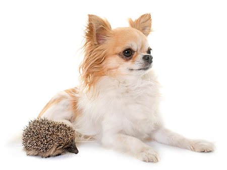 simsearch:400-06483204,k - baby hedgehog and chihuahua in front of white background Photographie de stock - Aubaine LD & Abonnement, Code: 400-08775526