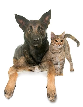 dog and cat white background - kitten and belgian shepherd malinois in front of white background Stock Photo - Budget Royalty-Free & Subscription, Code: 400-08775533