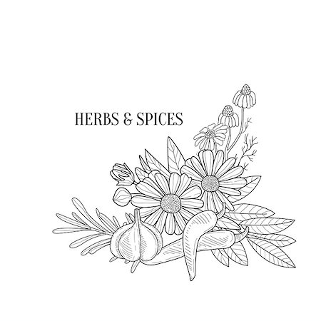 simsearch:400-08776897,k - Herbs And Spices Bouquet Hand Drawn Realistic Sketch. Artistic Pencil Detailed Contour Illustration On White Background. Stockbilder - Microstock & Abonnement, Bildnummer: 400-08775935