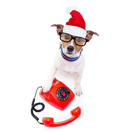 simsearch:400-07984991,k - jack russell dog with red  christmas santa claus hat  for xmas holidays calling on the phone or telephone Photographie de stock - Aubaine LD & Abonnement, Code: 400-08776117