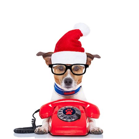 simsearch:400-07984991,k - jack russell dog with red  christmas santa claus hat  for xmas holidays calling on the phone or telephone Photographie de stock - Aubaine LD & Abonnement, Code: 400-08776118