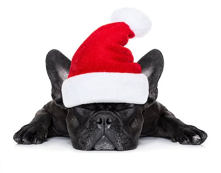 french bulldog dog with red  christmas santa claus hat  for xmas holidays sleeping , isolated on white background Stock Photo - Budget Royalty-Free & Subscription, Code: 400-08776112