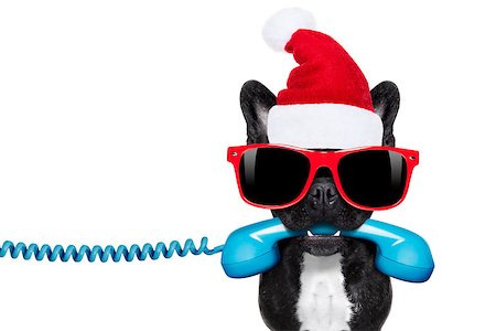 simsearch:400-07984991,k - french bulldog dog with red  christmas santa claus hat  for xmas holidays calling on the phone or telephone Photographie de stock - Aubaine LD & Abonnement, Code: 400-08776126