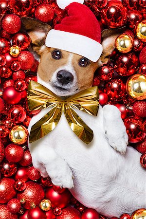 funny jack russell christmas pictures - jack russell terrier  dog with santa claus hat for christmas holidays resting on a xmas balls background Stock Photo - Budget Royalty-Free & Subscription, Code: 400-08776127