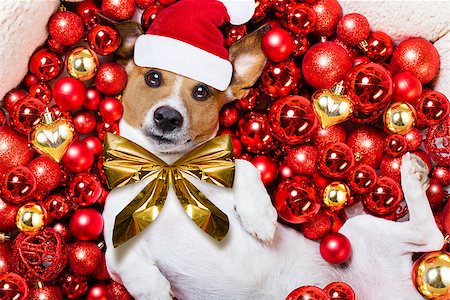 damedeeso (artist) - jack russell terrier  dog with santa claus hat for christmas holidays resting on a xmas balls background Fotografie stock - Microstock e Abbonamento, Codice: 400-08776129