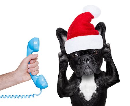 simsearch:400-07984991,k - french bulldog dog with red  christmas santa claus hat  for xmas holidays calling on the phone or telephone Photographie de stock - Aubaine LD & Abonnement, Code: 400-08776130