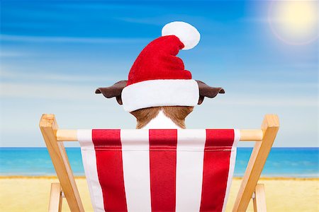 funny jack russell christmas pictures - jack russell dog relaxing on a fancy red  hammock  with santa hat for christmas holidays Stock Photo - Budget Royalty-Free & Subscription, Code: 400-08776131