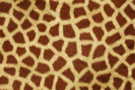 simsearch:400-04766217,k - A series of Fur Animal Textures. Foto de stock - Super Valor sin royalties y Suscripción, Código: 400-08776161