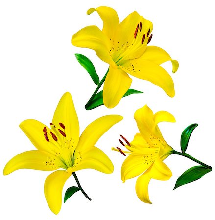 easter lily background - lily flowers isolated. lily flowers. lily flowers isolated on white background.lily. yellow lilies Stock Photo - Budget Royalty-Free & Subscription, Code: 400-08776580