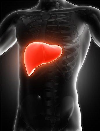 simsearch:400-08647675,k - 3D render of a medical image of a male figure with liver highlighted Stockbilder - Microstock & Abonnement, Bildnummer: 400-08776731
